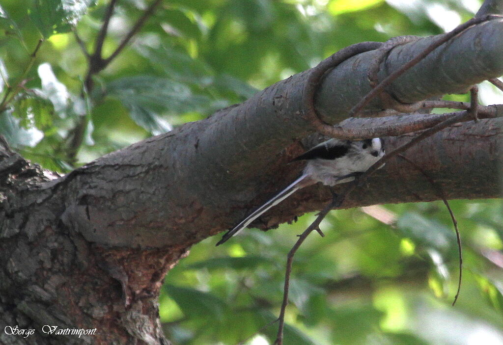 Mésange à longue queue - Aegithalos caudatus