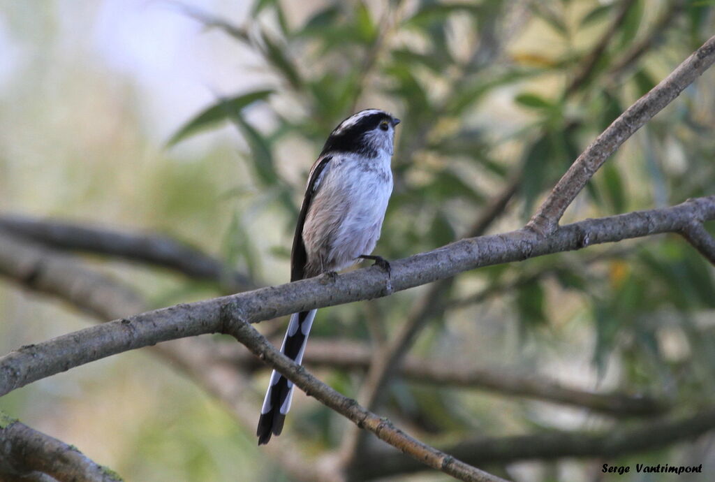 Mésange à longue queue - Aegithalos caudatus