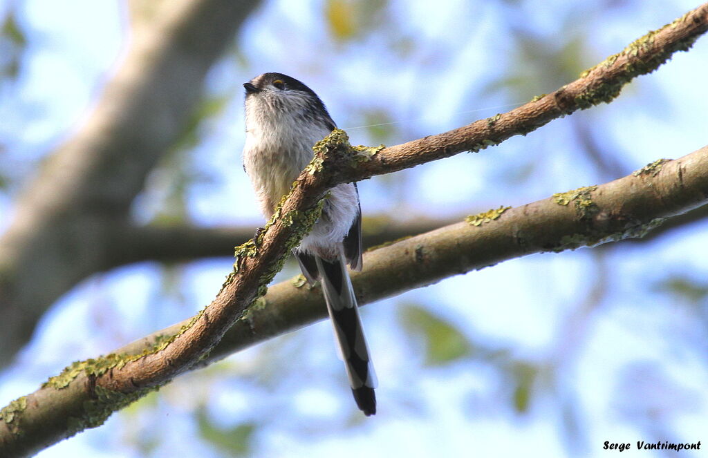 Mésange à longue queue - Aegithalos caudatus