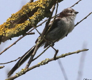 Long-tailed Tit 
&copy; Serge Vantrimpont