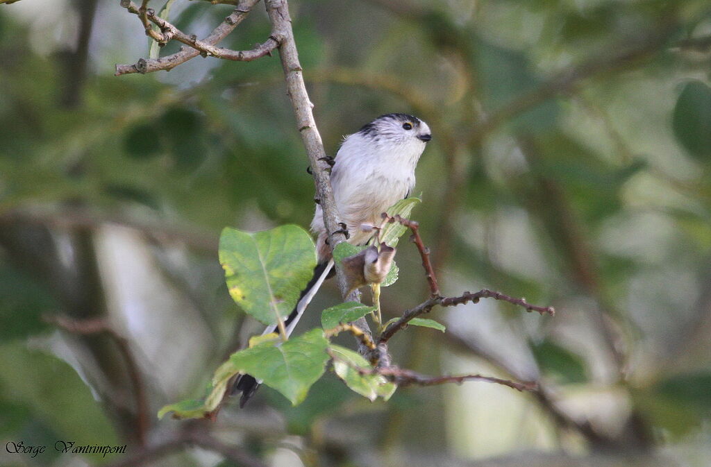 Mésange à longue queue - Aegithalos caudatus