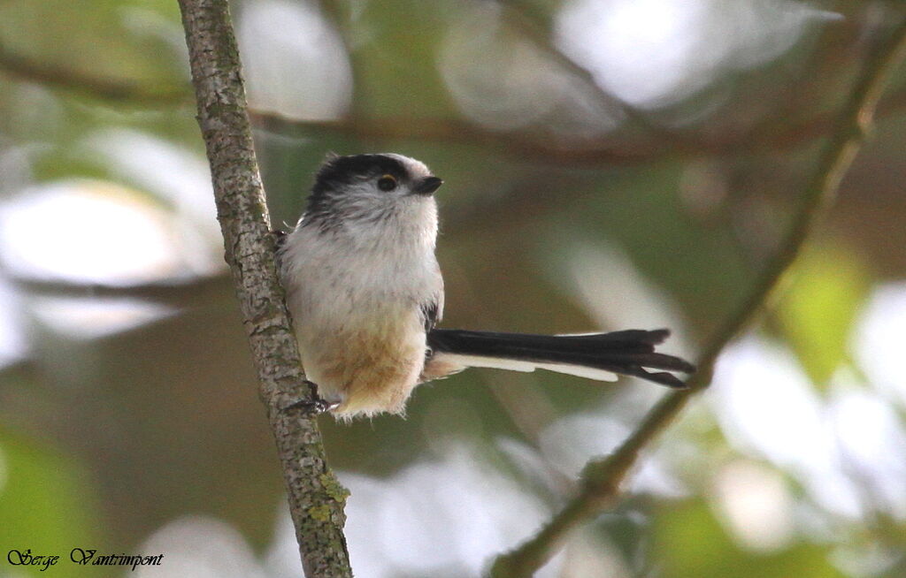 Mésange à longue queue - Aegithalos caudatus