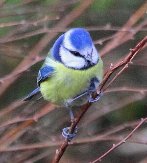 Mésange bleue
