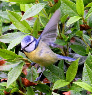 Mésange bleue