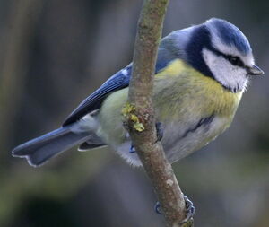 Mésange bleue