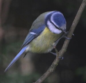 Mésange bleue