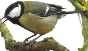 Mésange charbonnière