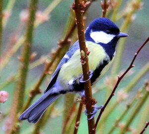 Mésange charbonnière