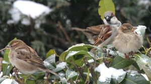 House Sparrow