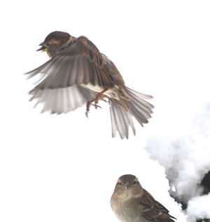 House Sparrow