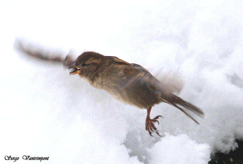 House Sparrowadult, Flight, feeding habits