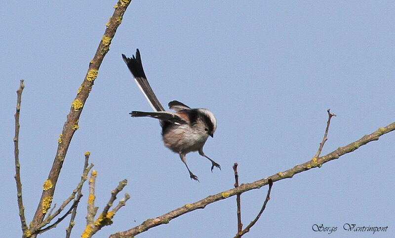 Long-tailed Titadult, Flight