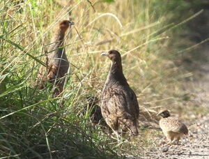 Grey Partridge
