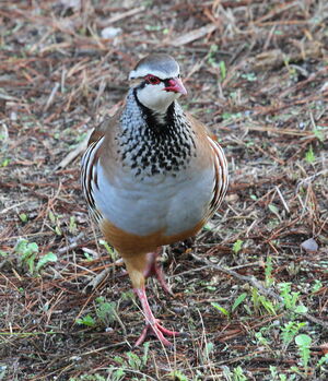 Red-legged Partridge 
&copy; Serge Vantrimpont