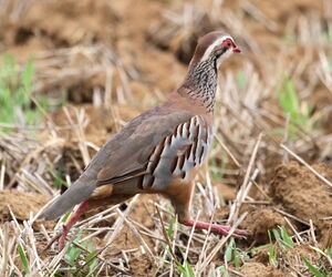 Red-legged Partridge