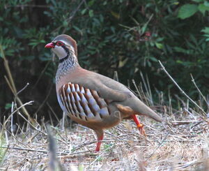 Red-legged Partridge 
&copy; Serge Vantrimpont