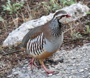 Red-legged Partridge 
&copy; Serge Vantrimpont