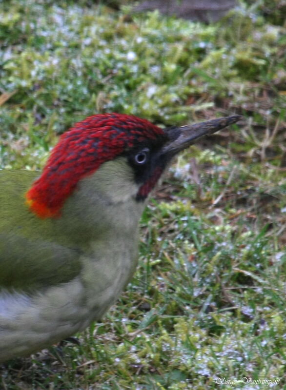 European Green Woodpecker male adult post breeding, identification, Behaviour