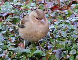 Common Chaffinch