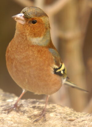 Common Chaffinch