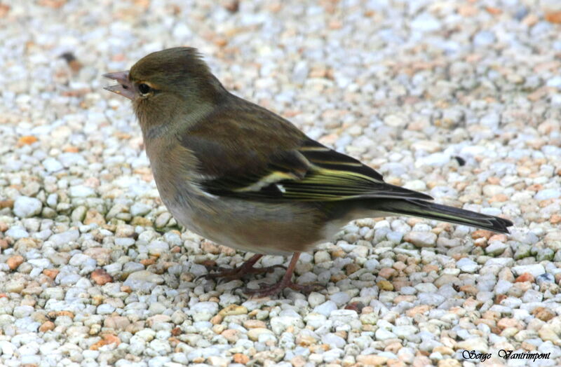 Common Chaffinch female, identification