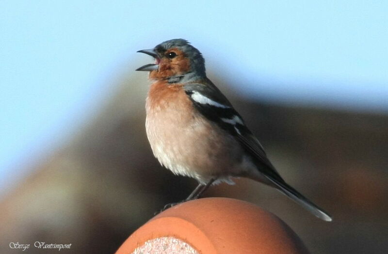 Common Chaffinch male adult, song