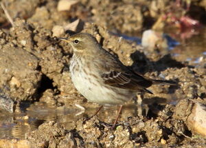 Meadow Pipit