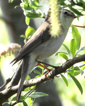 Willow Warbler