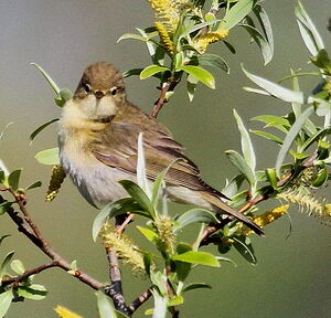 Willow Warbler