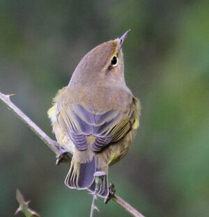 Common Chiffchaff