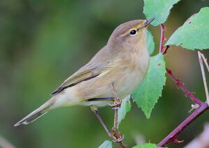 Common Chiffchaff