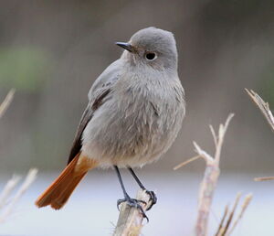 Black Redstart