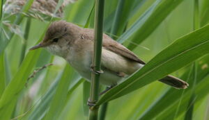 Eurasian Reed Warbler