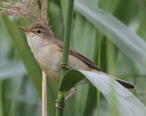 Eurasian Reed Warbler