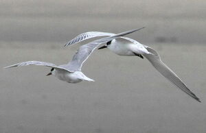 Sandwich Tern