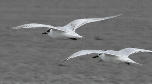 Sandwich Tern