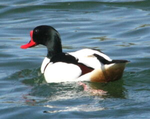 Common Shelduck