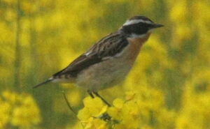 Whinchat