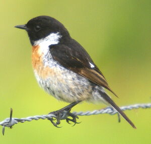 European Stonechat 
&copy; Serge Vantrimpont