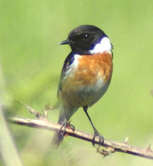 European Stonechat 
&copy; Serge Vantrimpont