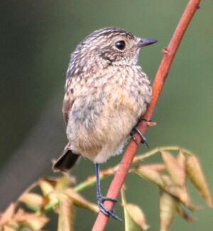 European Stonechat 
&copy; Serge Vantrimpont