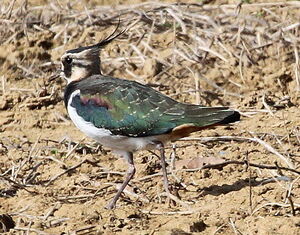 Northern Lapwing