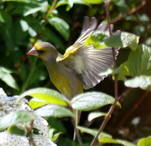 European Greenfinch 
&copy; Serge Vantrimpont