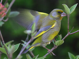 European Greenfinch 
&copy; Serge Vantrimpont