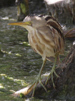 Stripe-backed Bittern