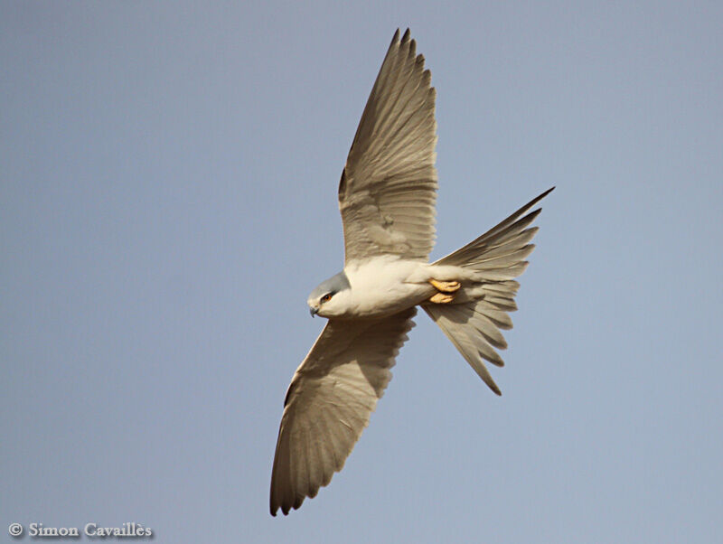 Scissor-tailed Kite female adult, Flight