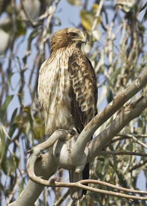 Booted Eagle