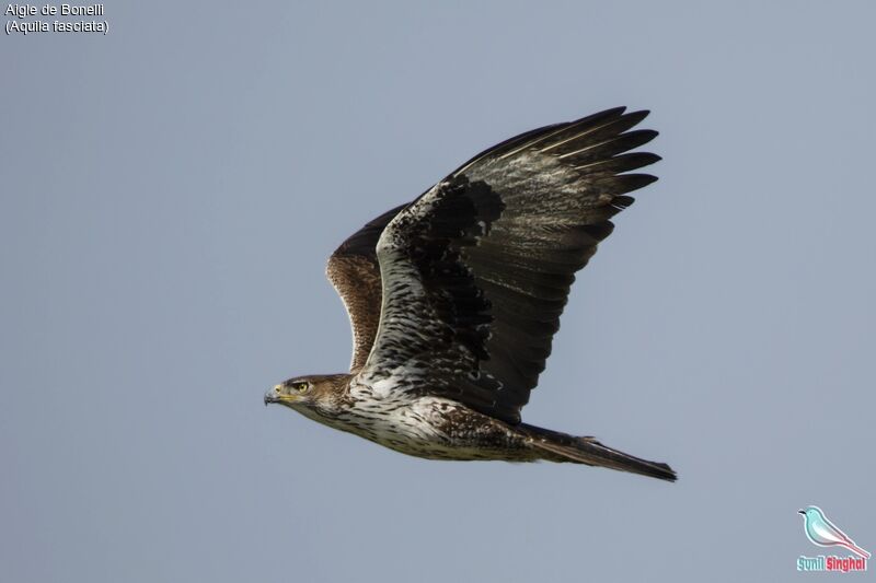 Bonelli's Eagle, Flight