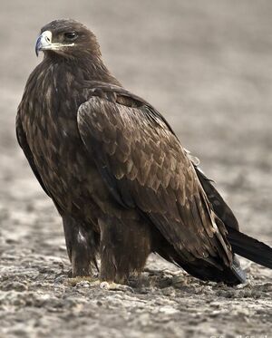 Aigle des steppes 
&copy; Singhal Sunil