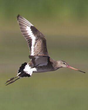Black-tailed Godwit